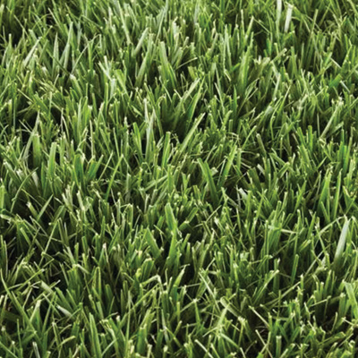 tall fescue
