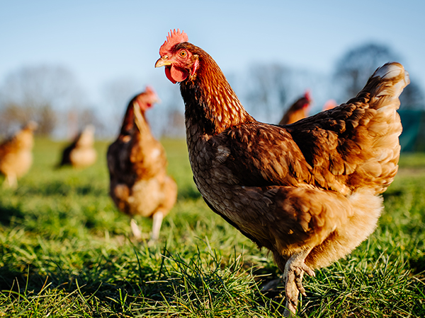 Chickens Chicken Tips