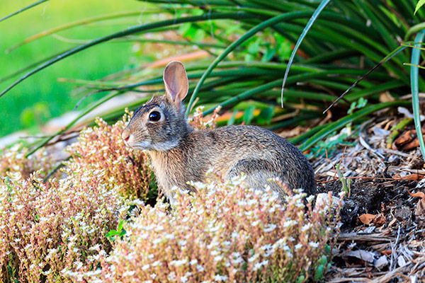 Rabbit Stock Tank Garden Benefits