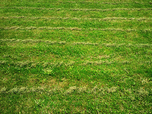 grass clippings grass clippings