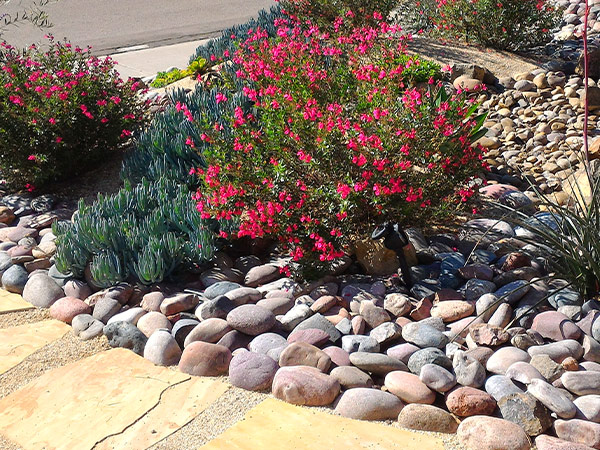 drip-irrigated landscaping drip-irrigated landscaping