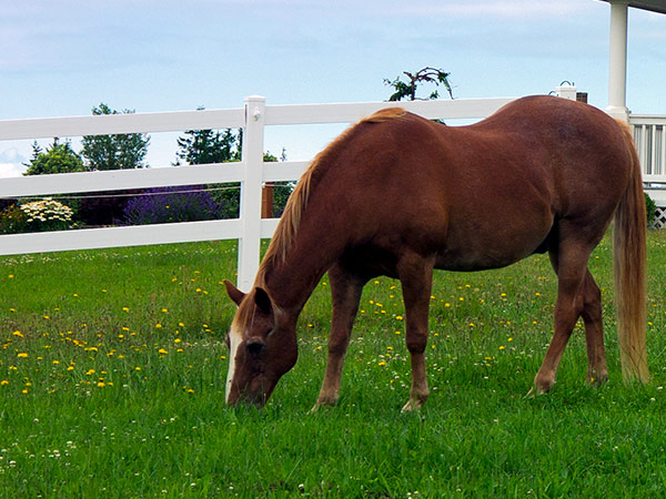 Horse eating grass