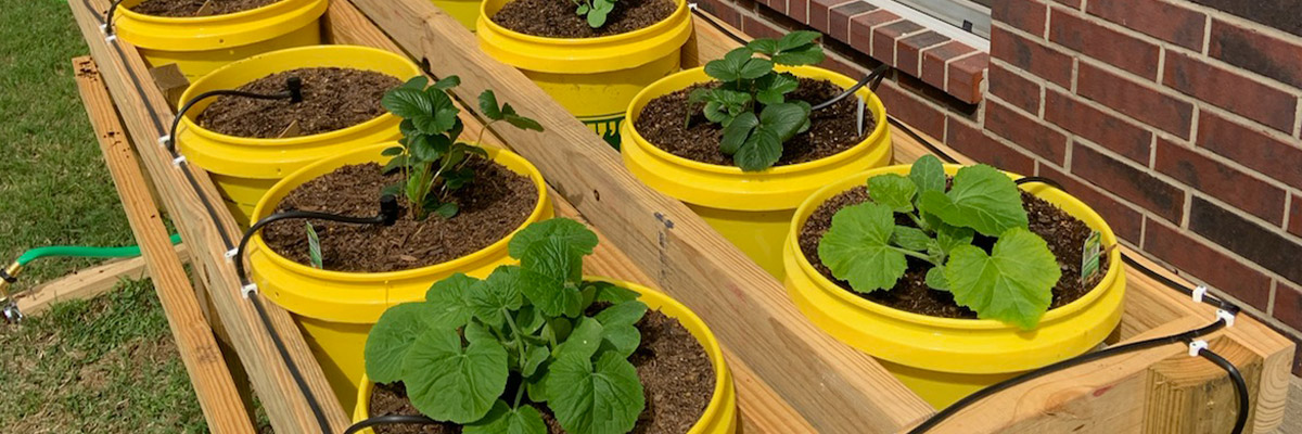 Bucket Gardens: Building a Raised Garden Bed
