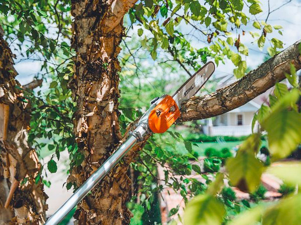 Trimming a tree with a pole saw